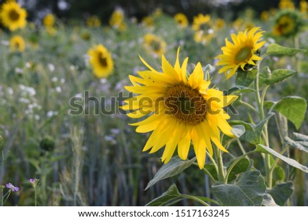 A field full of sunflowers with the focal point on the sunflower in the front
