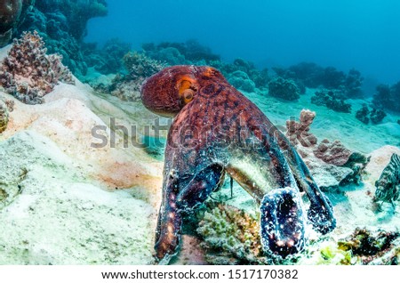Octopus walking along the sea bed among coral reef
