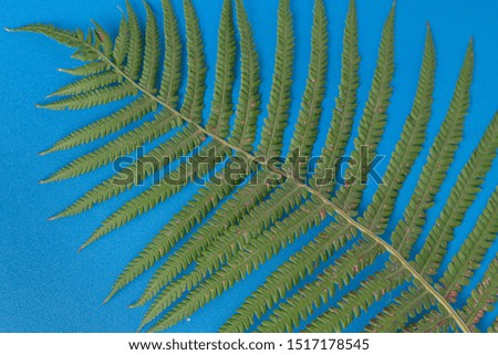 abstract fern leaf background on color background
