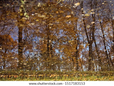 autumn concept, yellow leaves on a water surface