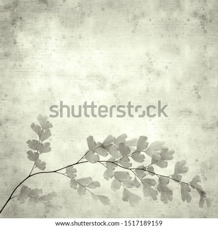 textured stylish old paper background, square, with Adiantum capillus-veneris, black maidenhair fern