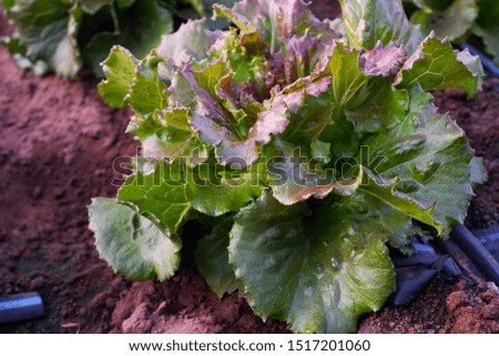 Cultivated field of lettuce growing in rows along the contour li