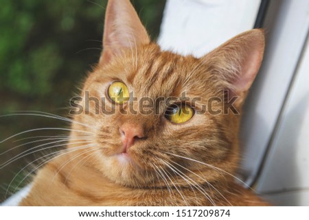 Close up picture of cat portrait with brown green yellow eyes color, small thin pupils, pink nose and white whiskers  on green white background and looking on the top as wallpaper as copy space 
