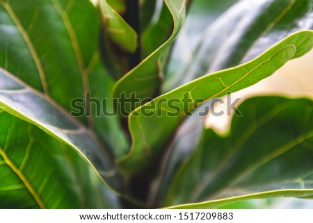 closeup picture of green leaves