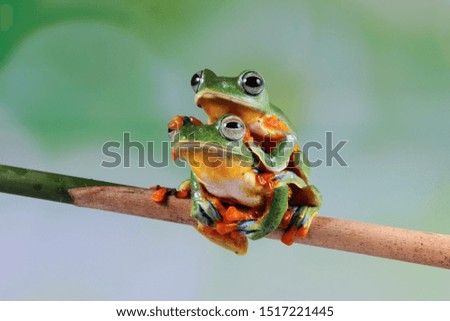 Flying frog on branch, beautiful tree frog on branch, rachophorus reinwardtii, Javan tree frog