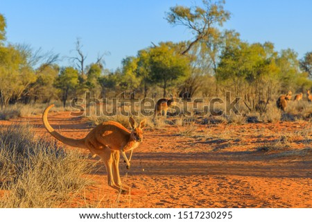 Red kangaroo, Macropus rufus, jumping over red sand of outback central Australia in the wilderness. Australian Marsupial in Northern Territory, Red Centre. Desert landscape at sunset.