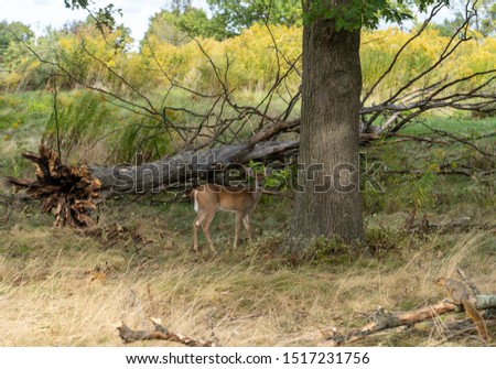Small young deer and squirrel on edge of woods