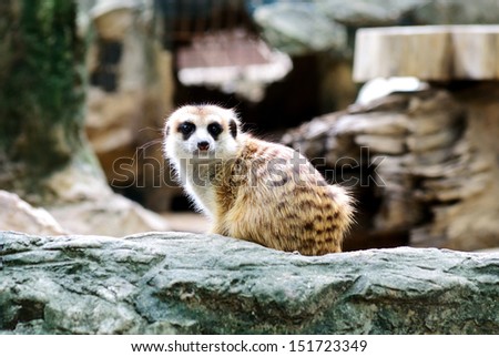 A Meerkat in Dusit zoo, Thailand.