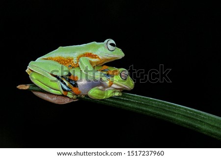 Flying frog siting on branch, beautiful tree frog on branch, rachophorus reinwardtii, Javan tree frog