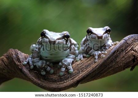 Amazon milk frog on branch, two amazon milk frog, panda tree frog, closeup tree frog