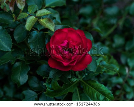 beautiful red rose flower in garden at summer