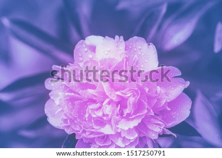 Blooming peony in a garden. Flower nature background. Purple peony flower against natural green background