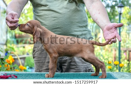 Side view to the Irish Red Setter on the nature. Catalogue picture.