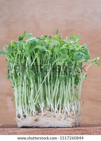 Green young pea sprout on wood background