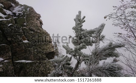 Christmas tree on the background of the mountain