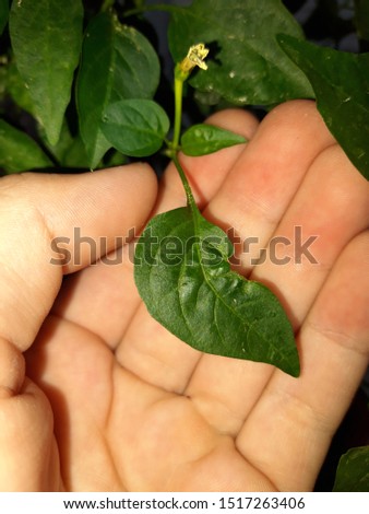 Curl of the leafs of Pepper plant, damage caused by sucking insects - aphids, cicadas and bedbugs