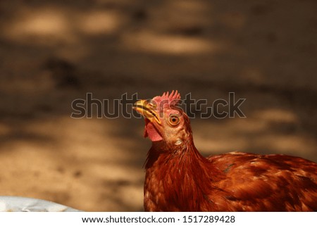 A rooster, Also known as a cockerel or cock, is a male gallinaceous bird