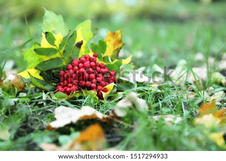 Floral still life with yellow rowan and orange sorbus in autumn colors. Outdoor. Parks.