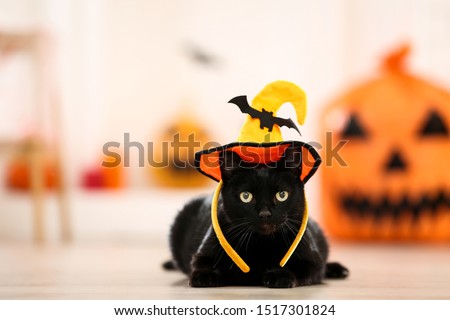 Black cat in halloween hat lying on the floor