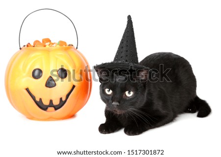 Black cat with candies in halloween bucket on white background