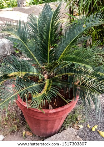 Beautiful image of palm tree shoot in bangalore.