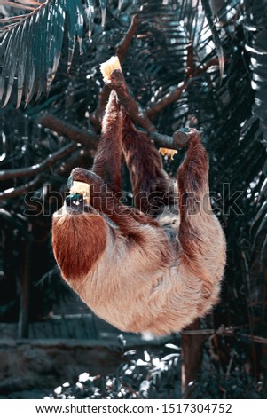 Sloth hanging on a tree and eating corn in a rainforest