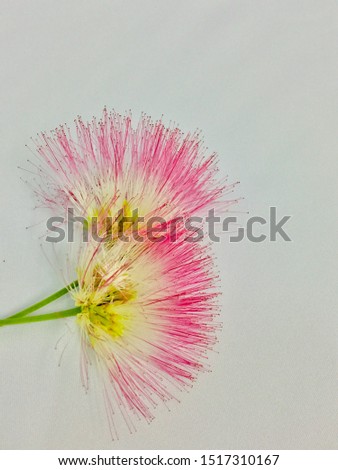 A closed up picture of rain tree flower on white background
