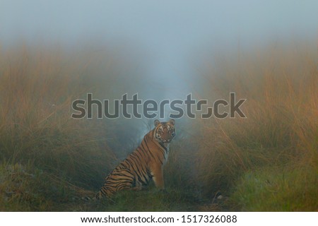 Bengal Tiger in dense fog
