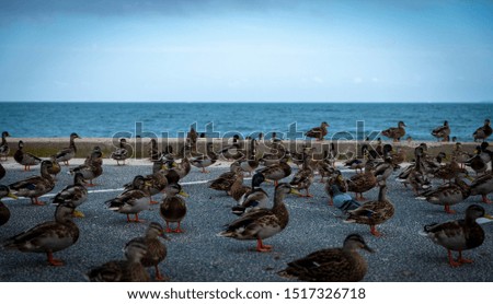 A group of mallard ducks standing in the parking lot at the beach with the ocean and horizon in the background