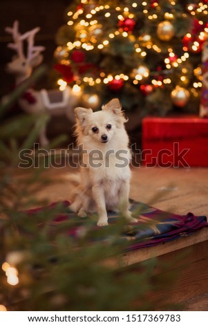 Dog Christmas puppy bokeh tree 2020