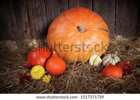 Photo of pile of decoration pumpkins with autumn flowers