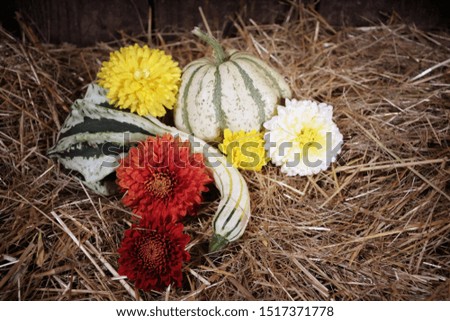 Photo of pile of decoration pumpkins with autumn flowers