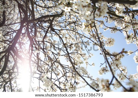 Cherry tree in full blossom against cloudless blue sky with a ray of light. Big file