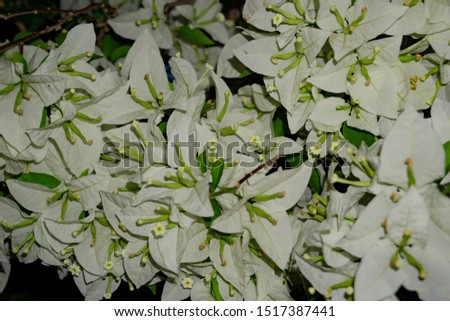 white bougainvillea flowers close up