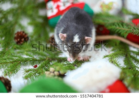 A rat - symbol of the new year 2020 in Christmas decoration: new year tree branches, berries, cones, sock, mittens, balls of woolen thread