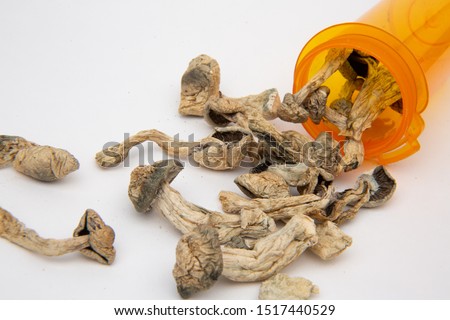 Plastic prescription medicine bottle knocked over containing dried psilocybe cubensis psilocybin magic mushrooms isolated on white background Royalty-Free Stock Photo #1517440529
