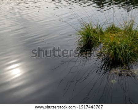 abstract picture with sun glare in water, bog lake, bog grass