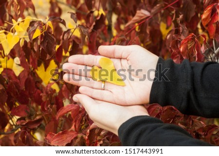 Heart shaped leaf in hands. Colorful autumn leaves wallpaper, beautiful nature. Blurred background. Love Valentines card with copy space. Romantic picture.
