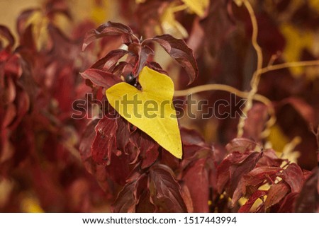 Heart shaped yellow leaf. Colorful autumn leaves wallpaper, beautiful nature. Blurred background. Love Valentines card with copy space. Romantic picture.