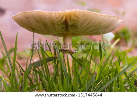 I took this picture of the mushroom in the yard of my house.