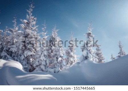 Winter landscape with spruce forest in the mountains. Winter Scene. Snowcovered Pine Trees in the Winter Wonderland Forest. Wonderful nature background. Instagram Filter. Picture of wild area