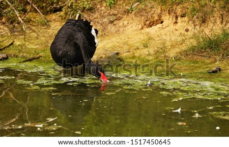 The black Swan Australia - species of swan from Australia - natural scene of Wisconsin
