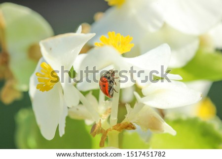 Little ladybug on leaf Picture
