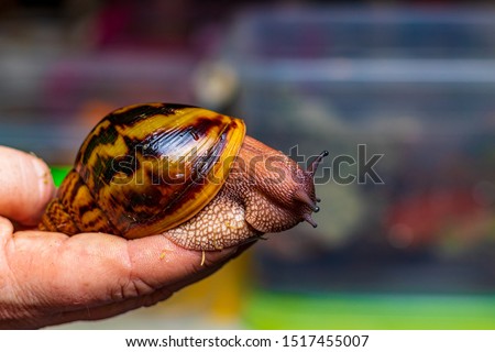 Tiger snail: Achatina achatina. Giant African snail in hand. The shell is smooth, orange or yellow with bright black stripes. Bokeh with copy space