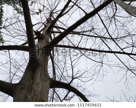 beautiful picture of dry tree and branches 