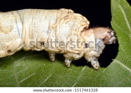 Bombyx mori caterpillar (the domestic silkmoth), an insect from the moth family Bombycidae. Royalty-Free Stock Photo #1517461328