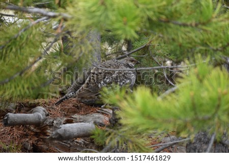 Female Dusky Grouse hiding in bushes, sitting quietly. Taken in Yellowstone National Park.  Grey branches in background.