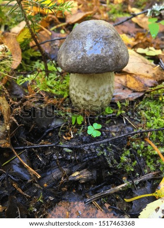 Edible Mushroom - Brown cap mushroom (blackhead mushroom) in the Forest