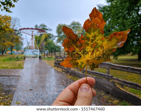 autumn leaf in a hand. walk in the rain in the fall