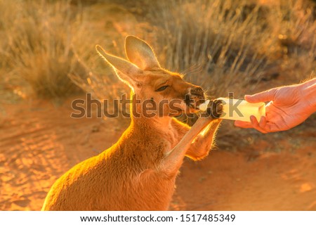 Closeup of baby Kangaroo orphan having their milk. Tourist feeds small kangaroo bottle feeding outdoors. Sunset golden light shot. Australian Marsupial, Northern Territory, Red Centre.